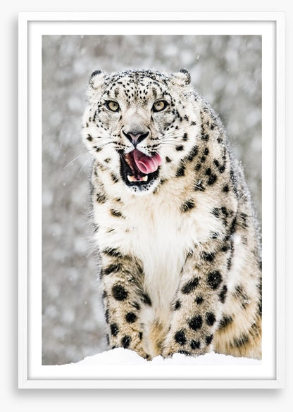Tongue curling anticipation