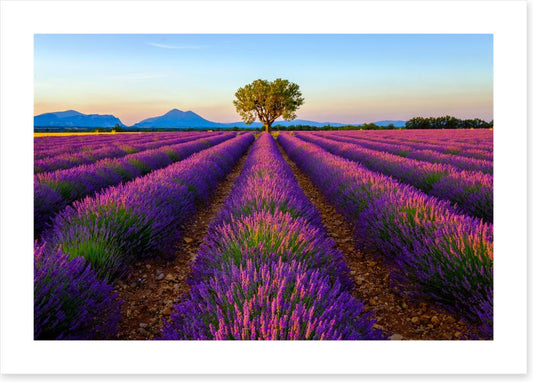 The lavender tree
