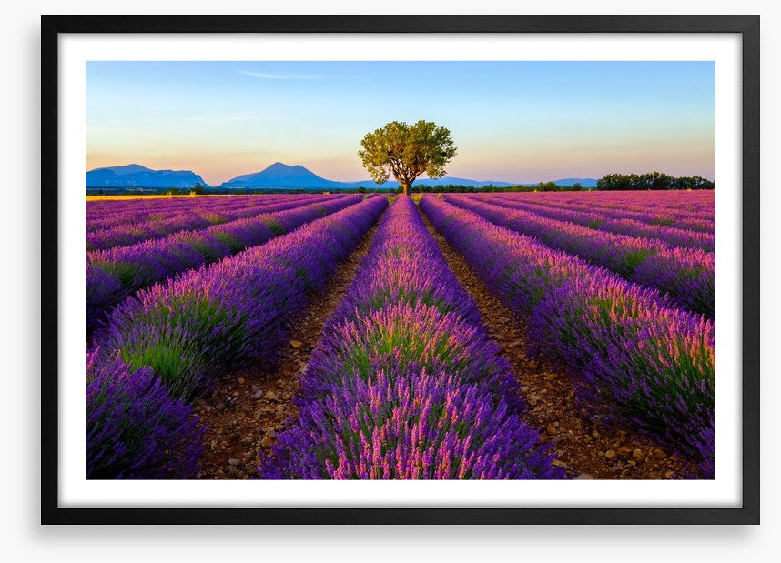 The lavender tree