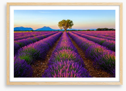 The lavender tree