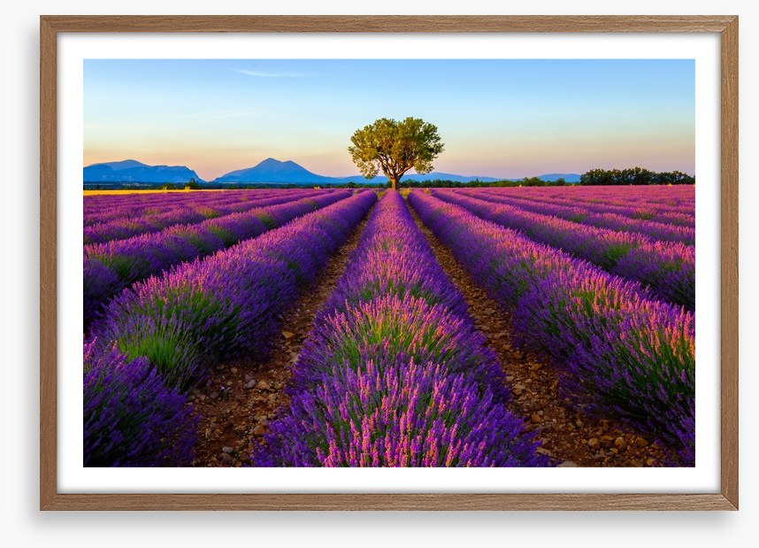 The lavender tree