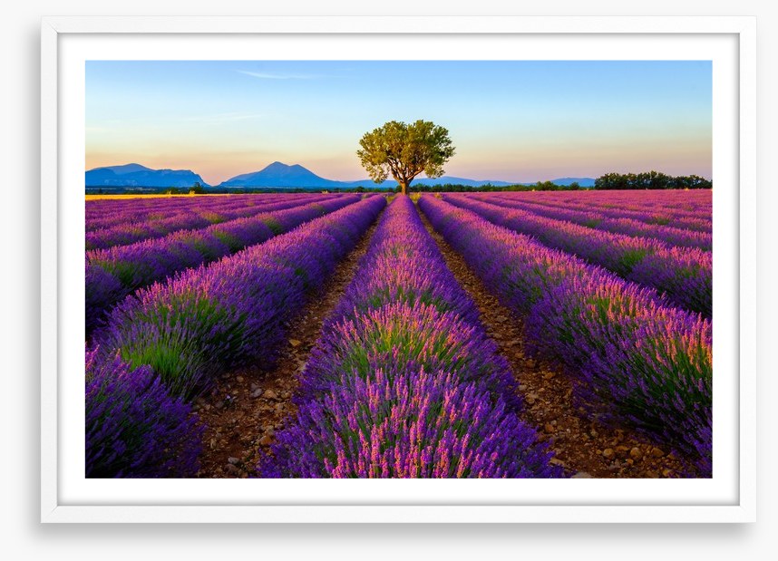 The lavender tree