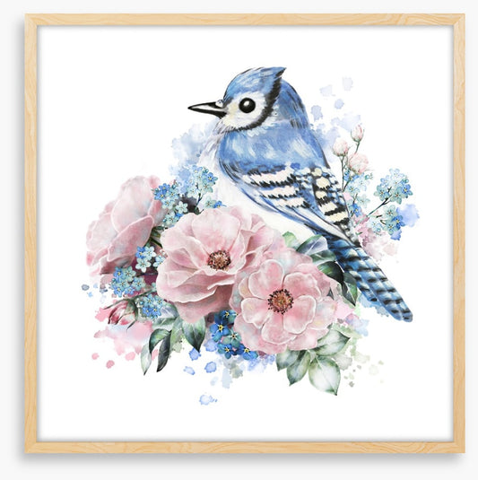 Forget me not jay