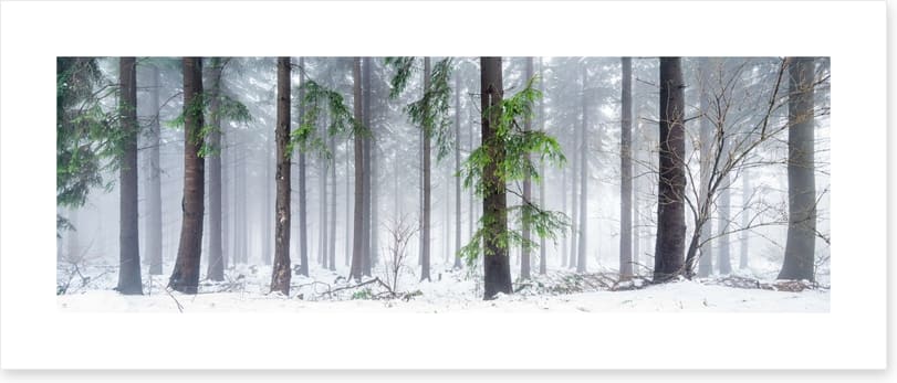 First snow in the forest