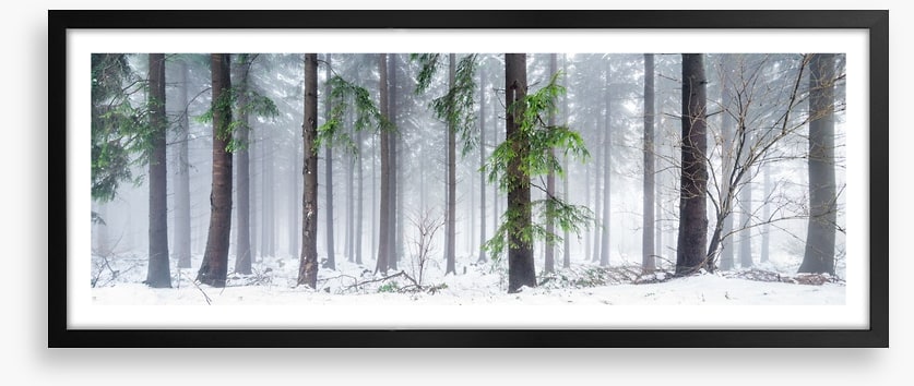 First snow in the forest