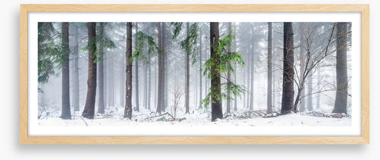 First snow in the forest