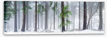 First snow in the forest