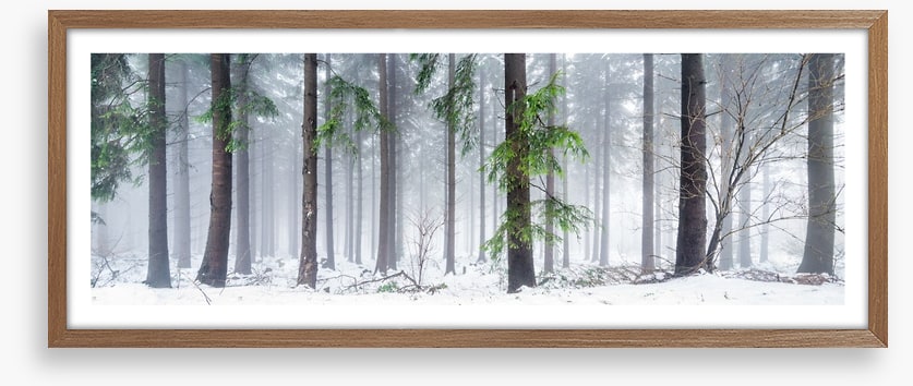 First snow in the forest