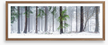 First snow in the forest