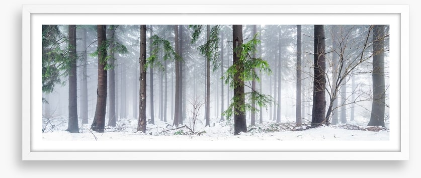 First snow in the forest