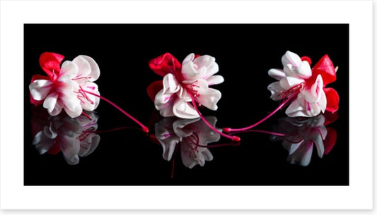 Three fuchsia flowers