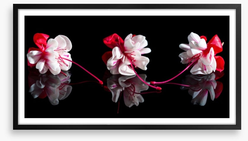 Three fuchsia flowers