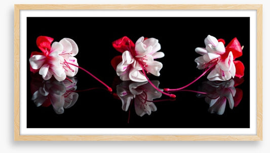 Three fuchsia flowers