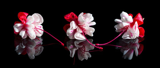 Three fuchsia flowers