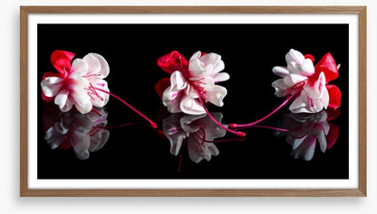 Three fuchsia flowers