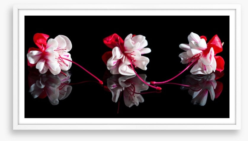 Three fuchsia flowers