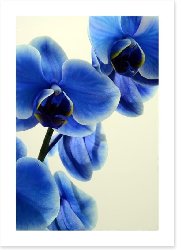 Orchid blues