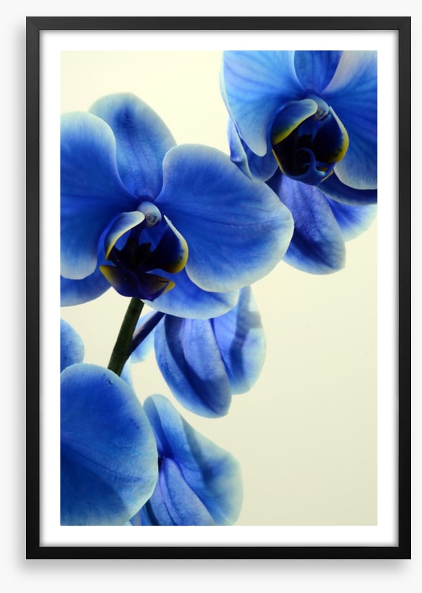 Orchid blues