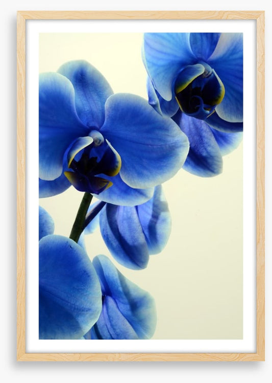Orchid blues