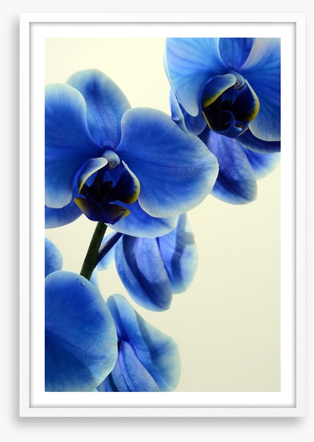 Orchid blues