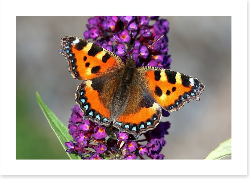Insects