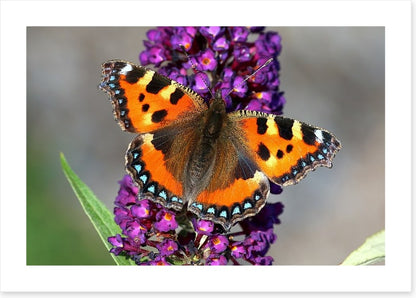 Insects