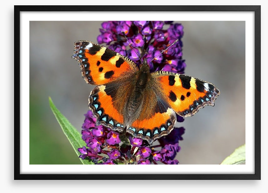 Insects