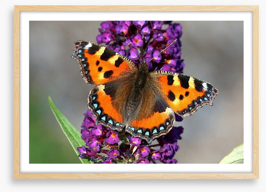 Insects