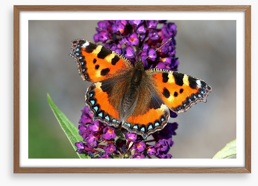 Insects