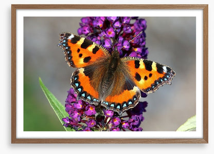 Insects