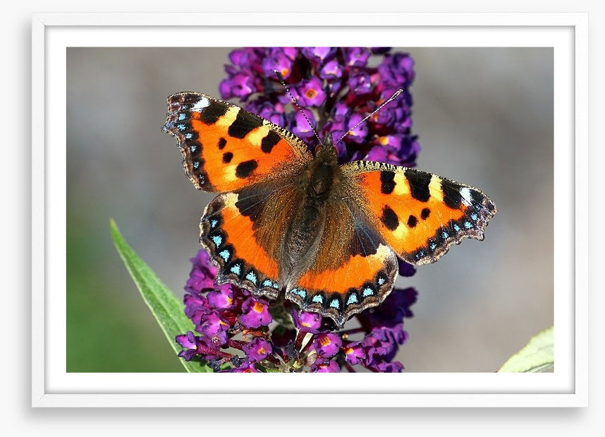 Insects