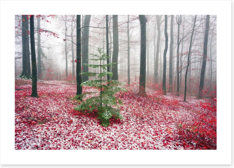 Evergreen alone