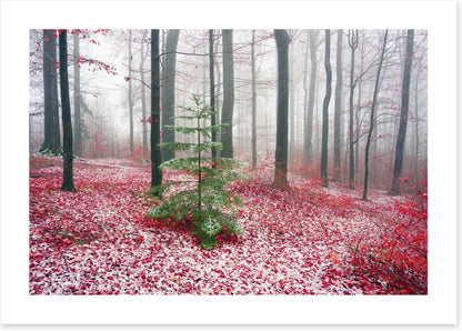 Evergreen alone