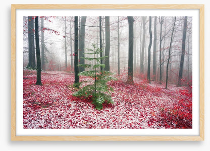 Evergreen alone