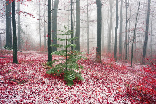 Evergreen alone