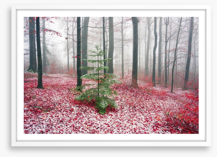 Evergreen alone