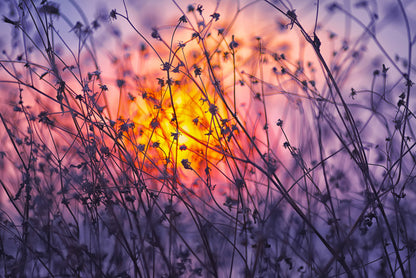 Meadows