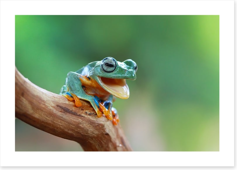 Reptiles / Amphibian