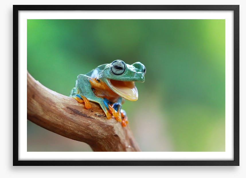 Reptiles / Amphibian