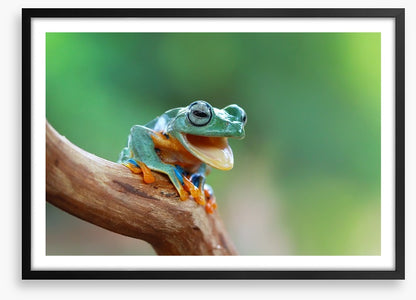 Reptiles / Amphibian