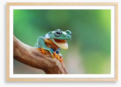 Reptiles / Amphibian