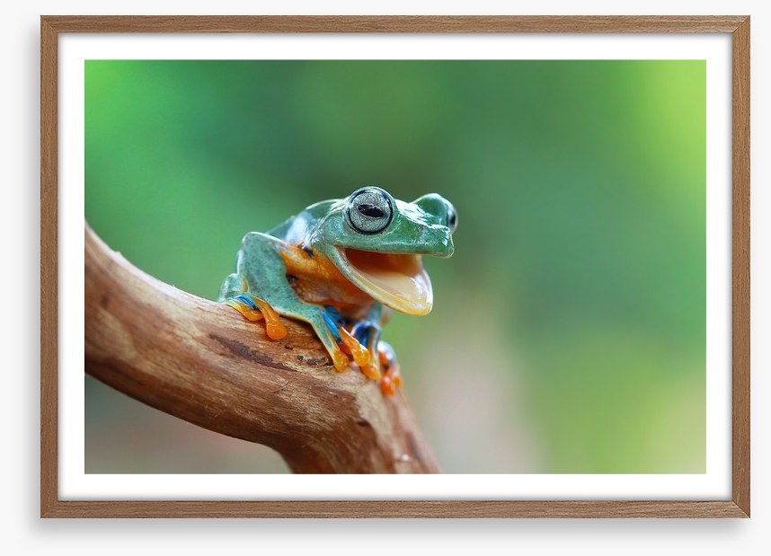 Reptiles / Amphibian