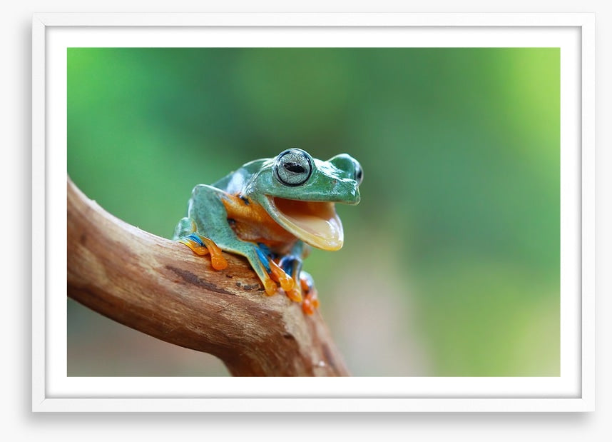Reptiles / Amphibian