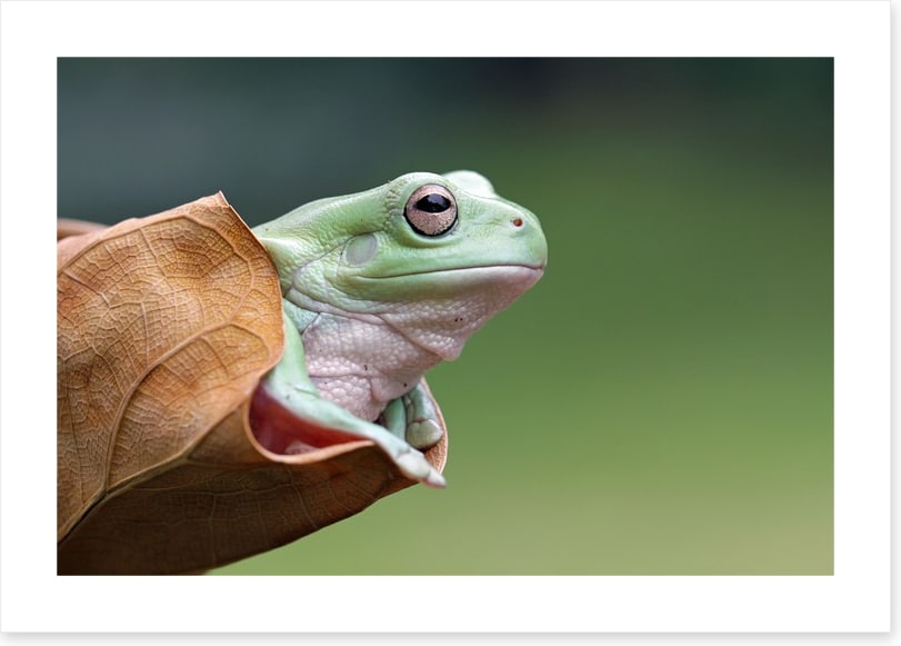 Dumpy frog daydream