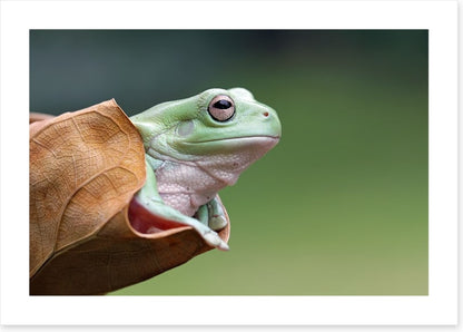 Dumpy frog daydream