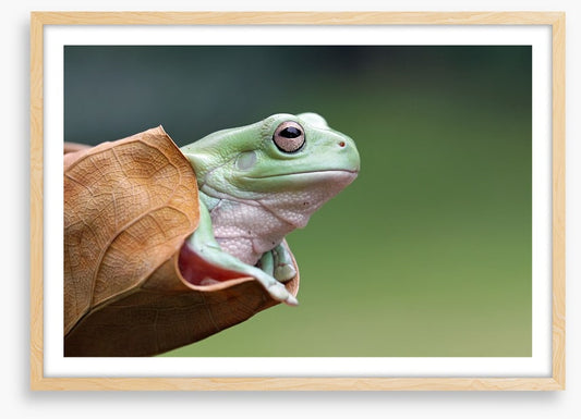 Dumpy frog daydream