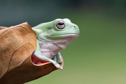 Dumpy frog daydream