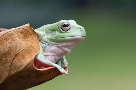 Dumpy frog daydream