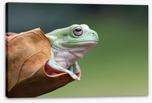 Dumpy frog daydream