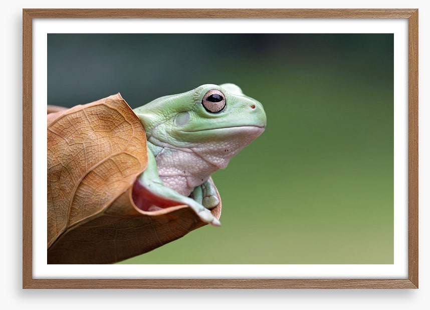 Dumpy frog daydream